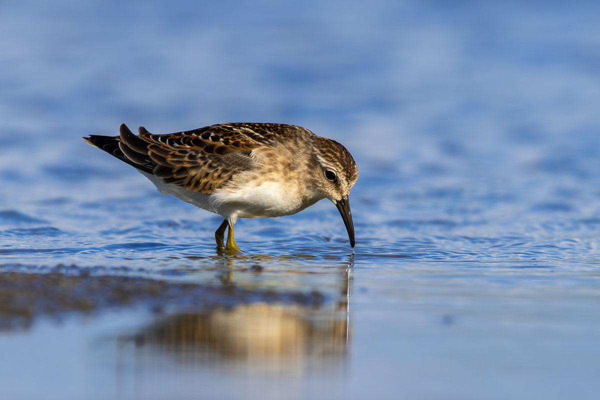 Least Sandpiper
