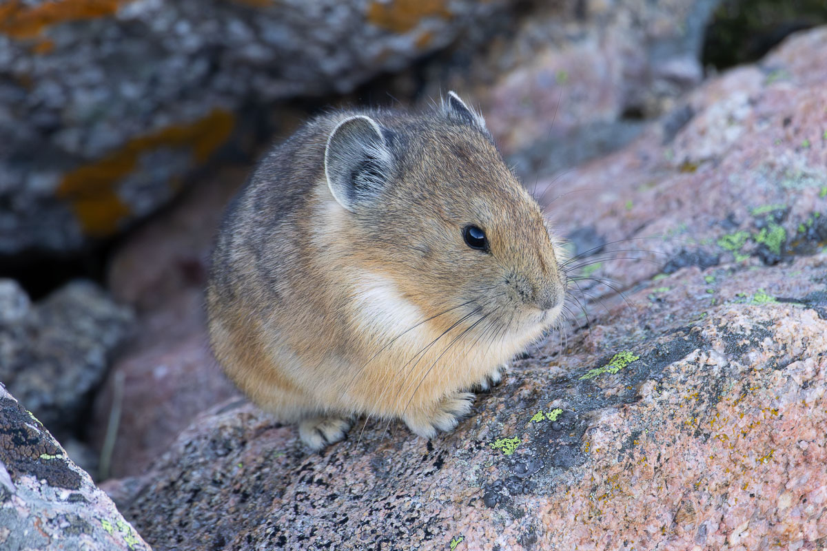 American Pika