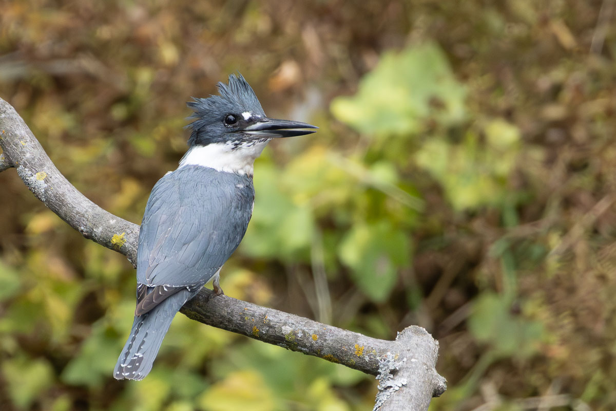 Belted Kingfisher
