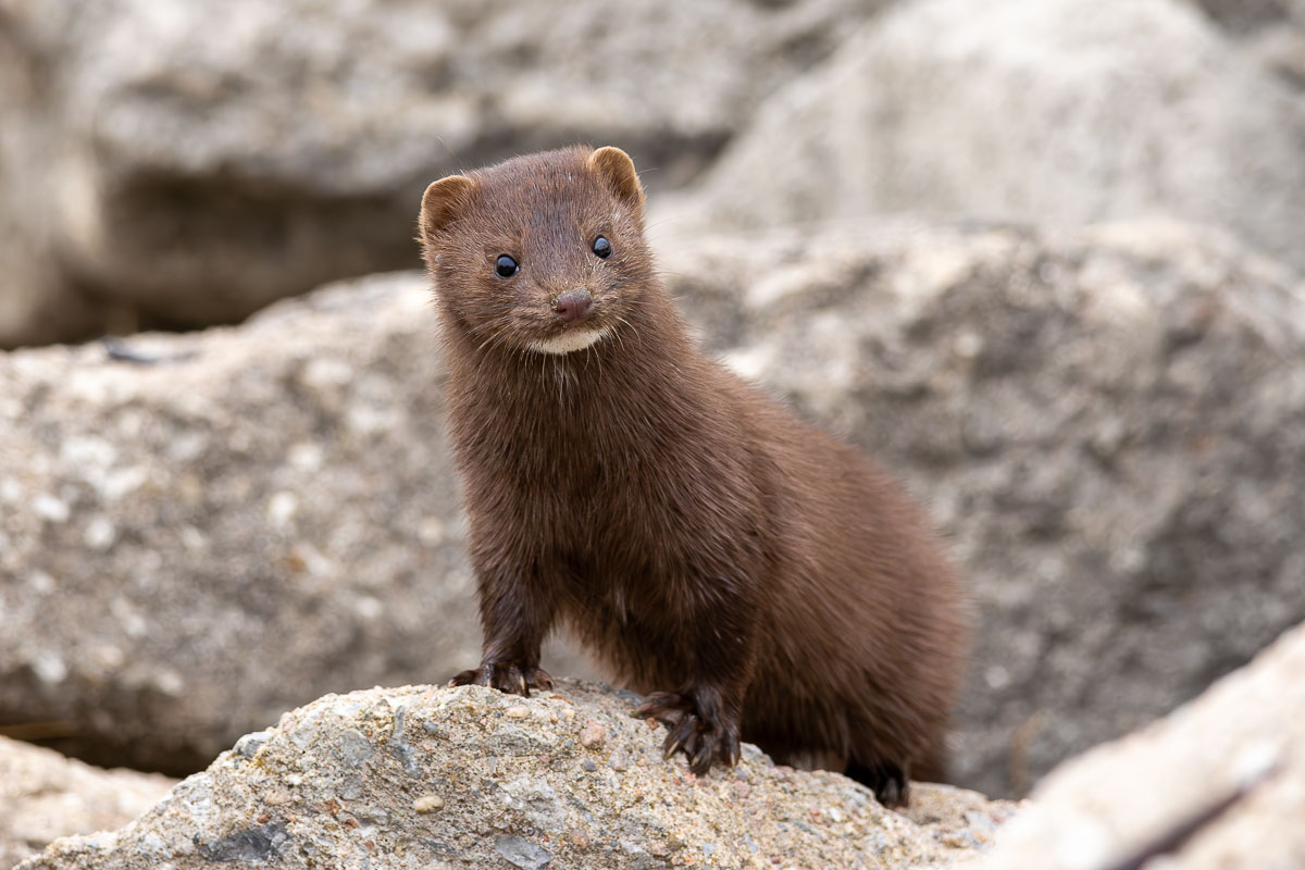 American Mink