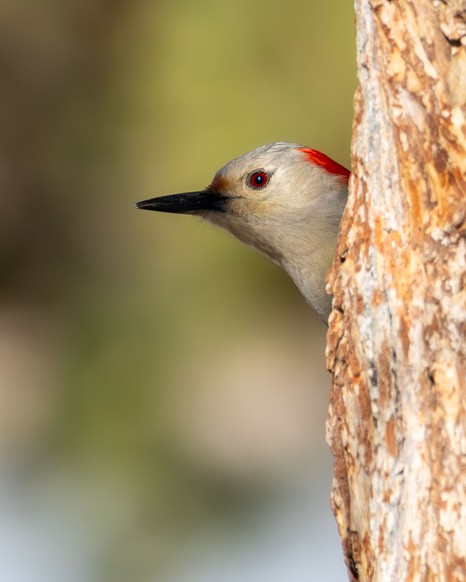 Red-bellied Woodpecker