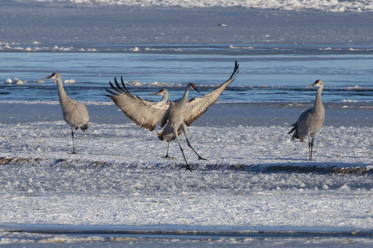 Sandhill Crane