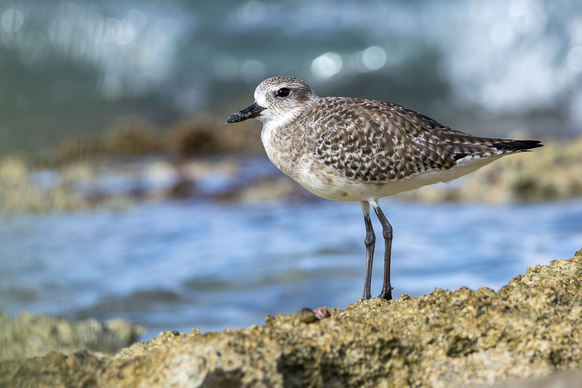 Black-bellied Plover