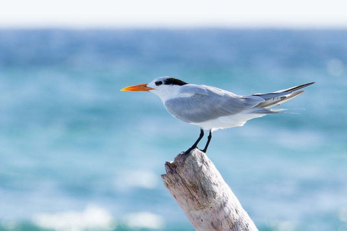 Royal Tern
