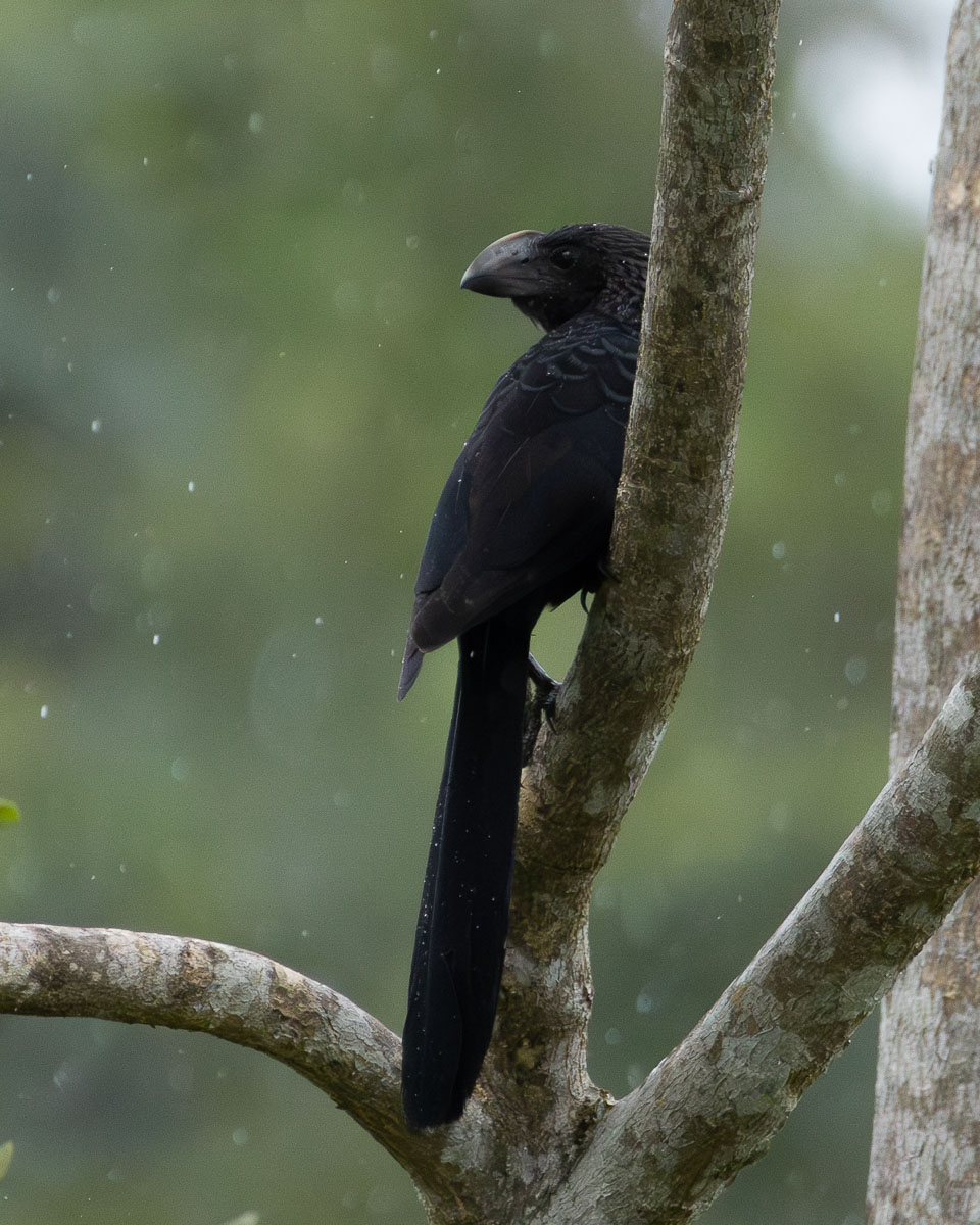 Groove-billed Ani