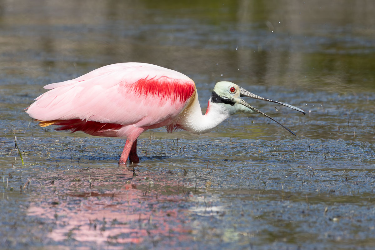Roseate Spoonbill
