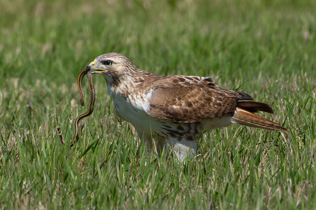 Red-tailed Hawk