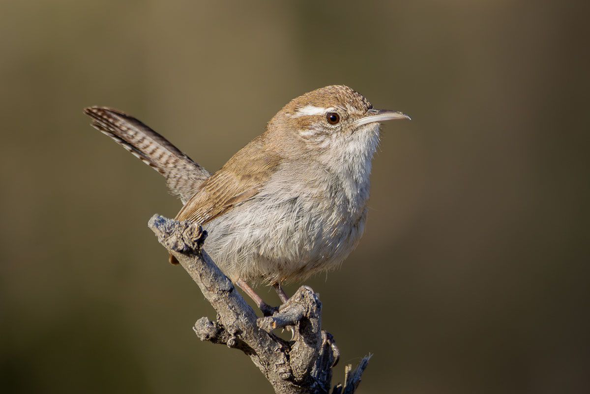 Bewick's Wren