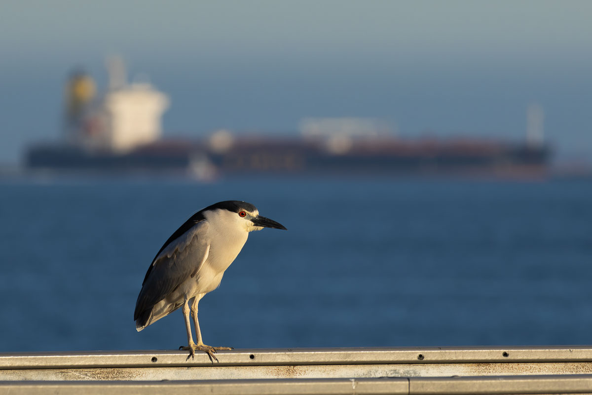 Black-crowned Night-Heron