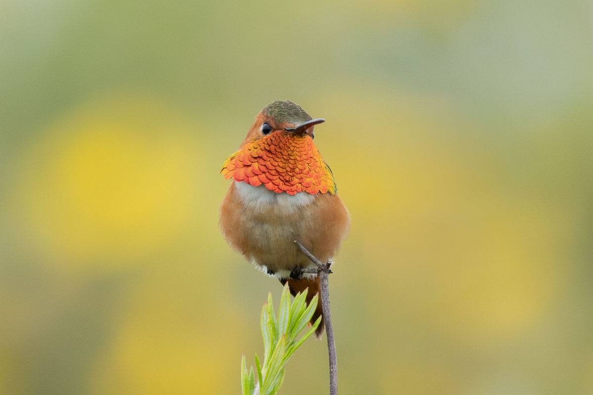 Allen's Hummingbird