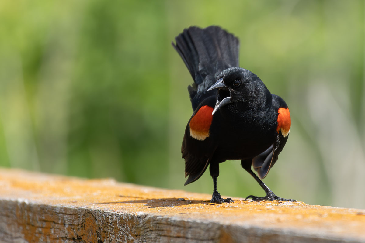 Red-winged Blackbird