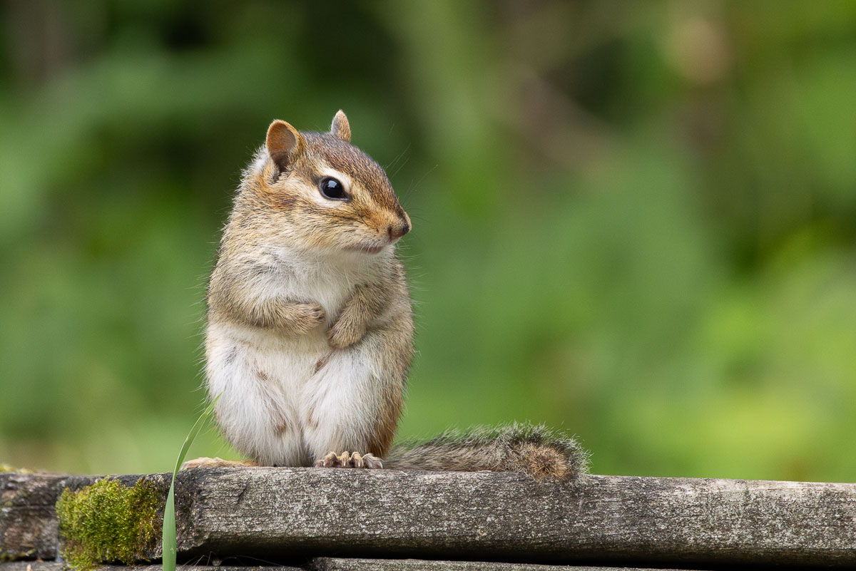 Eastern Chipmunk