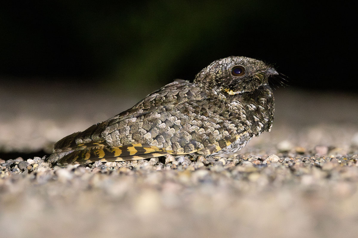 Common Poorwill