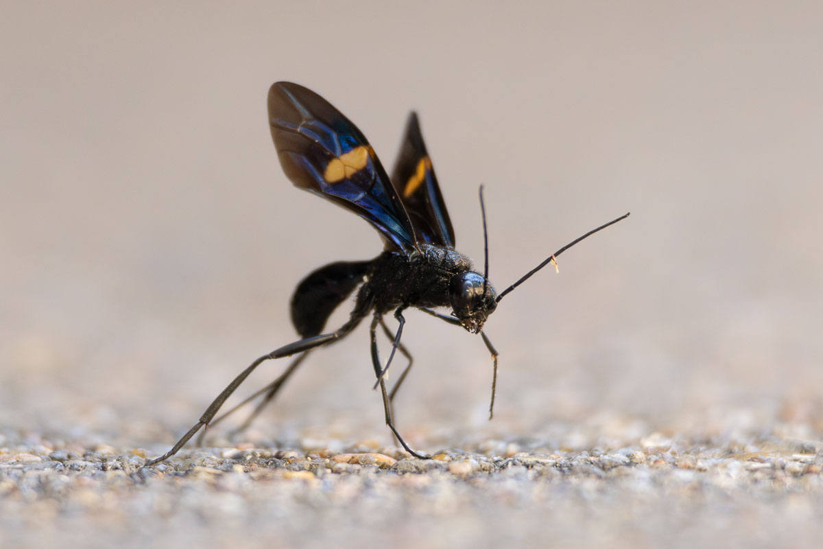 Pristaulacus fasciatus