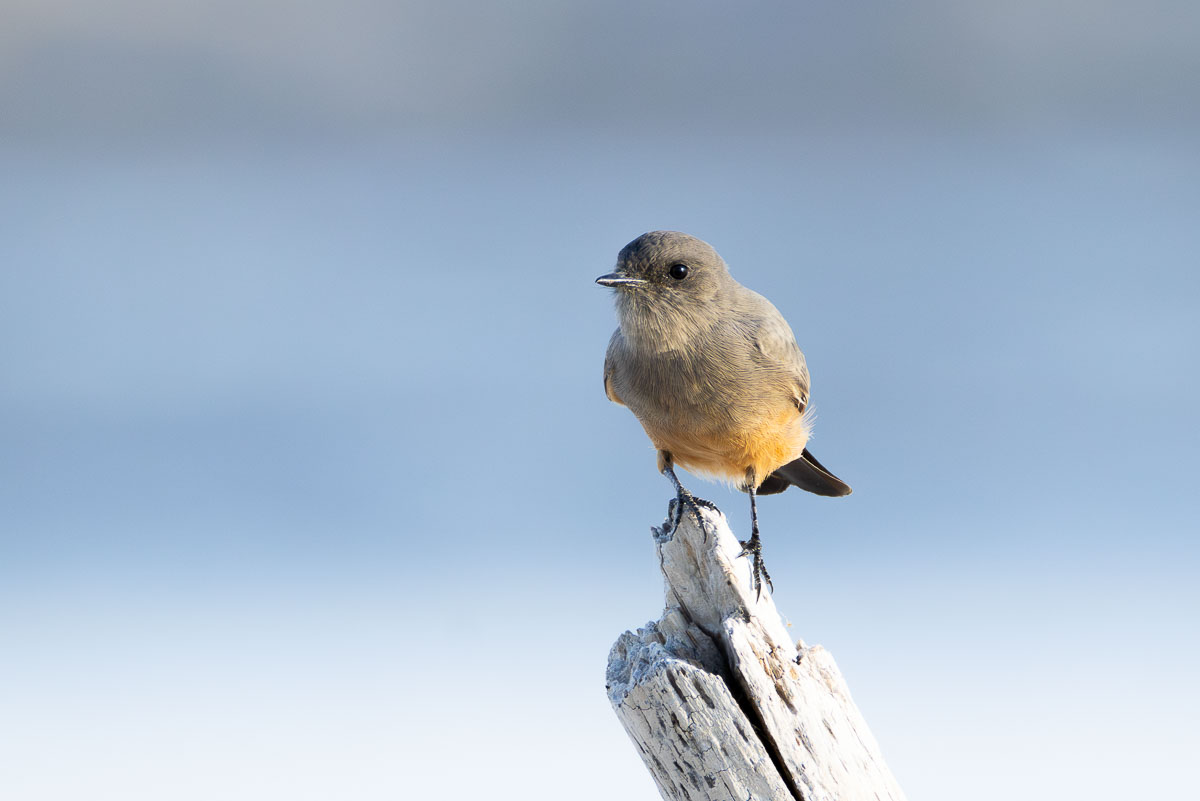 Say's Phoebe