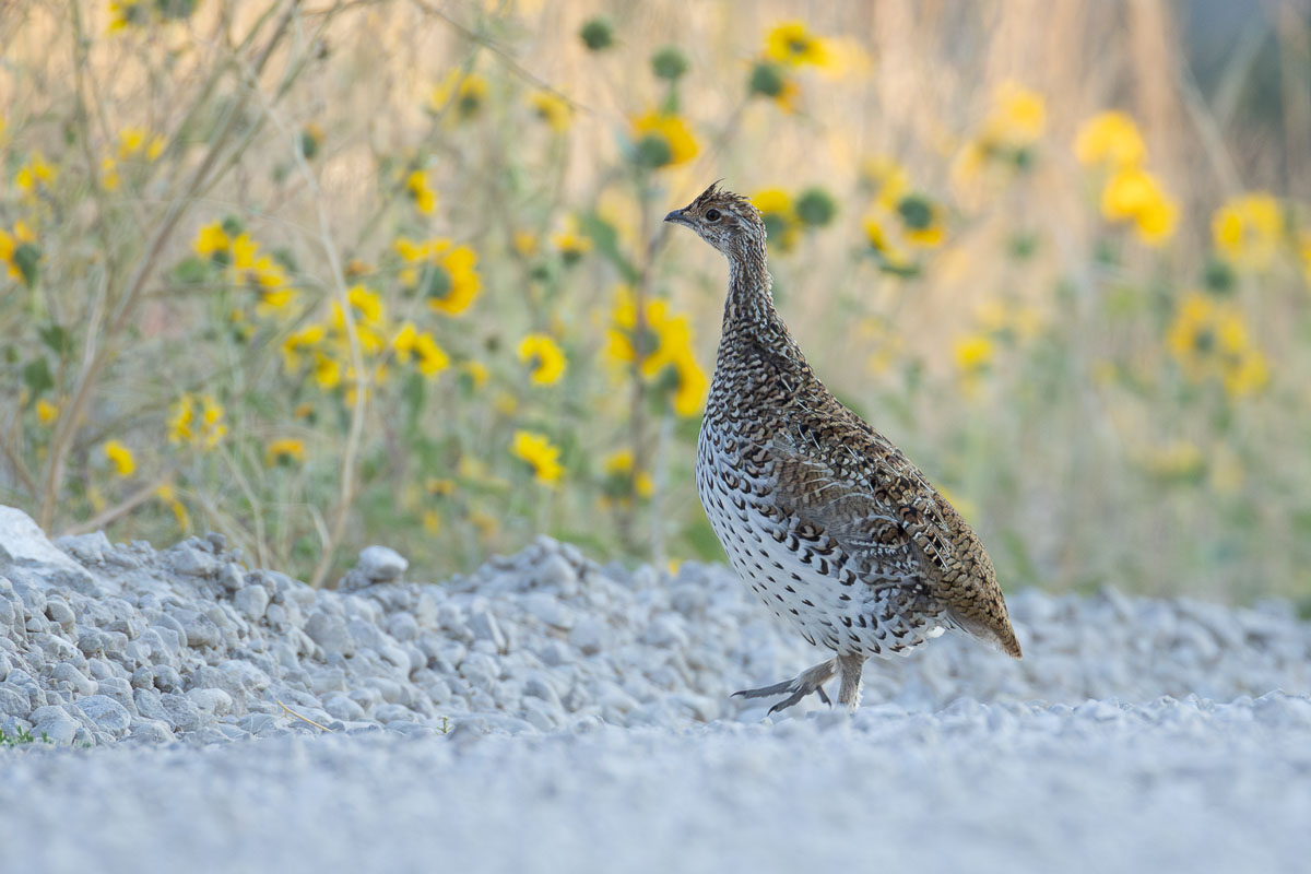 Sharp-tailed Grouse