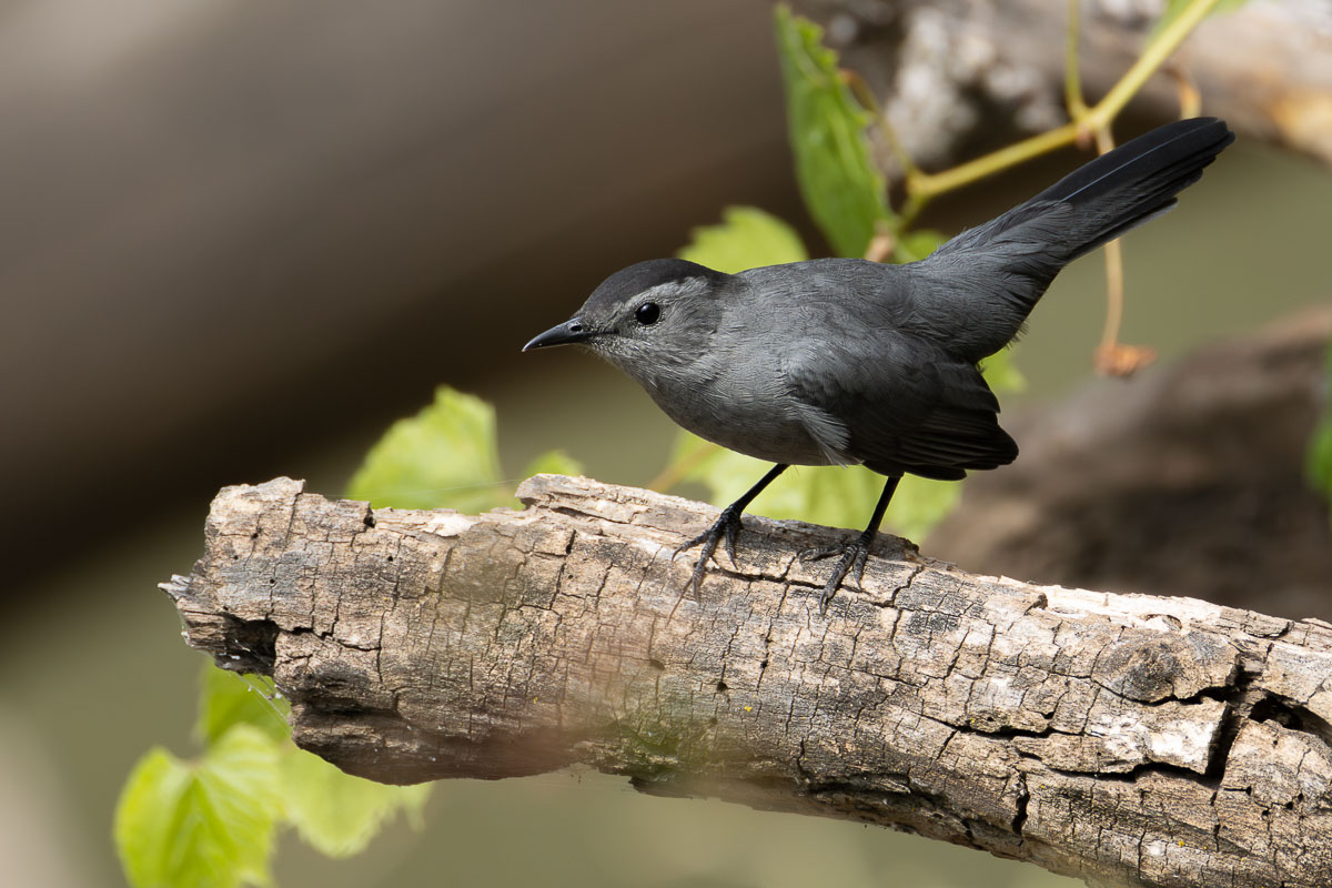 Gray Catbird