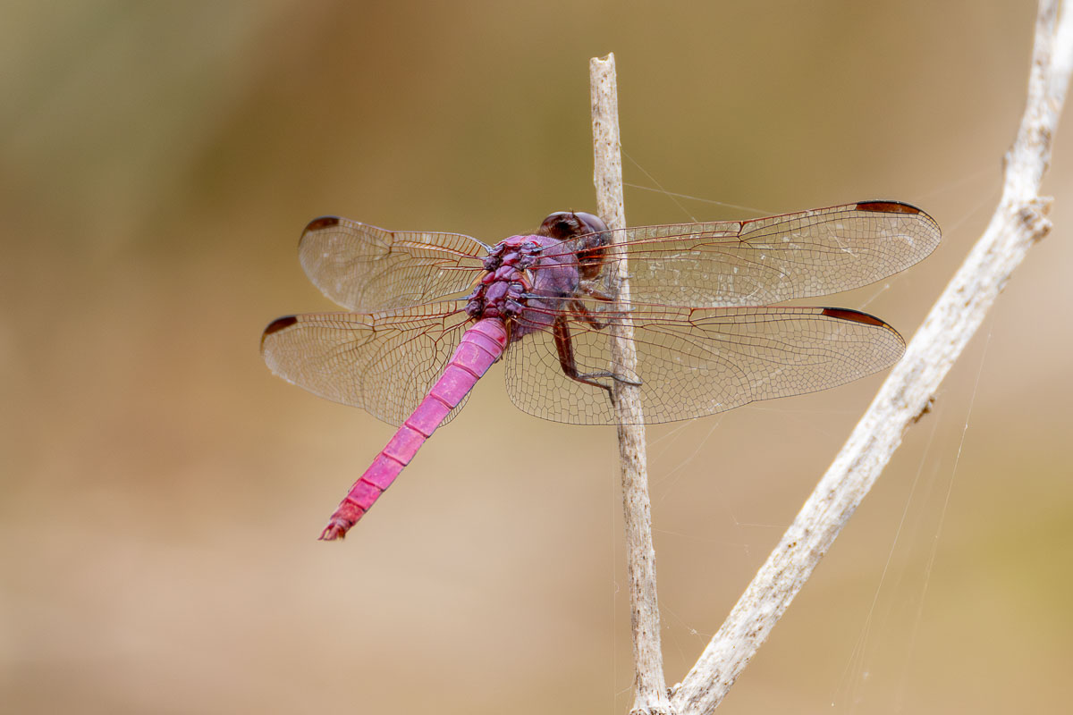 Roseate Skimmer
