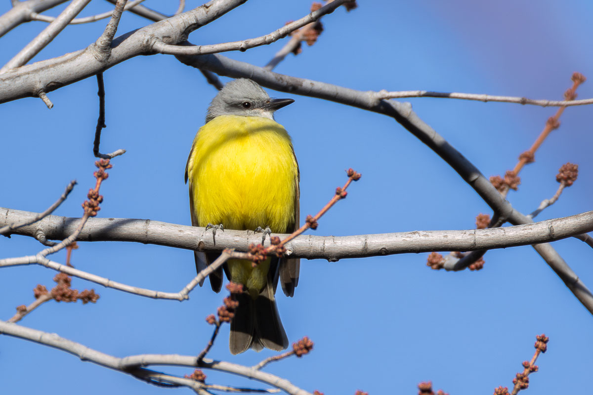 Couch's Kingbird