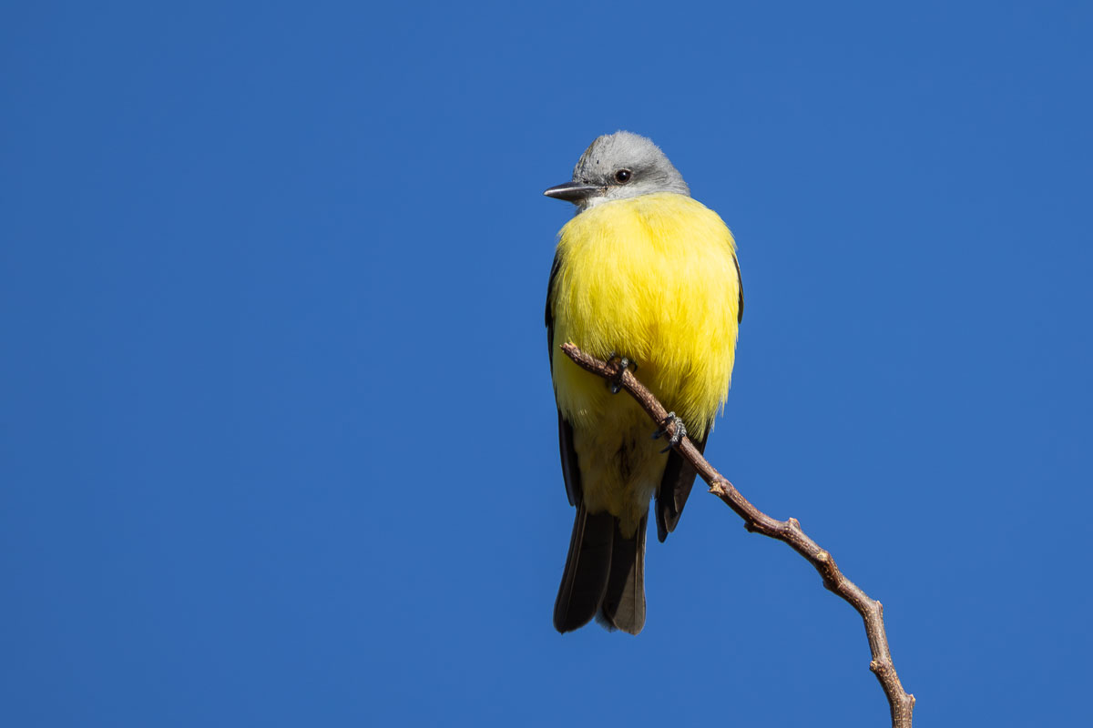 Couch's Kingbird