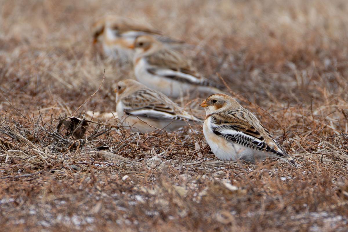 Snow Bunting