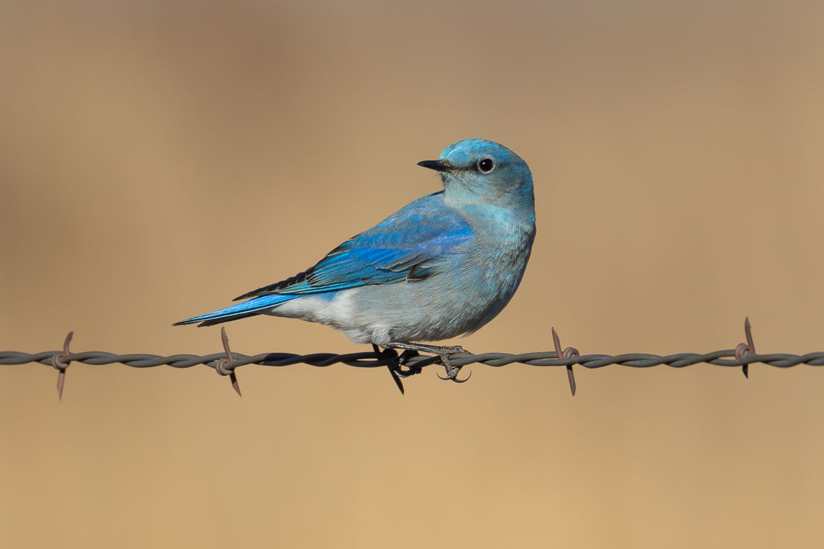 Mountain Bluebird