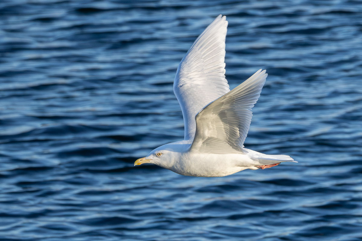 Glaucous Gull