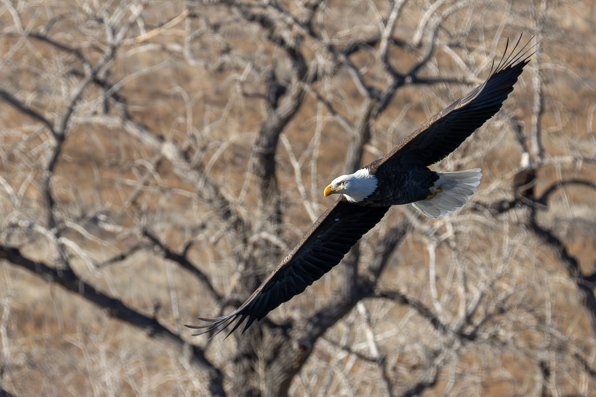 Bald Eagle