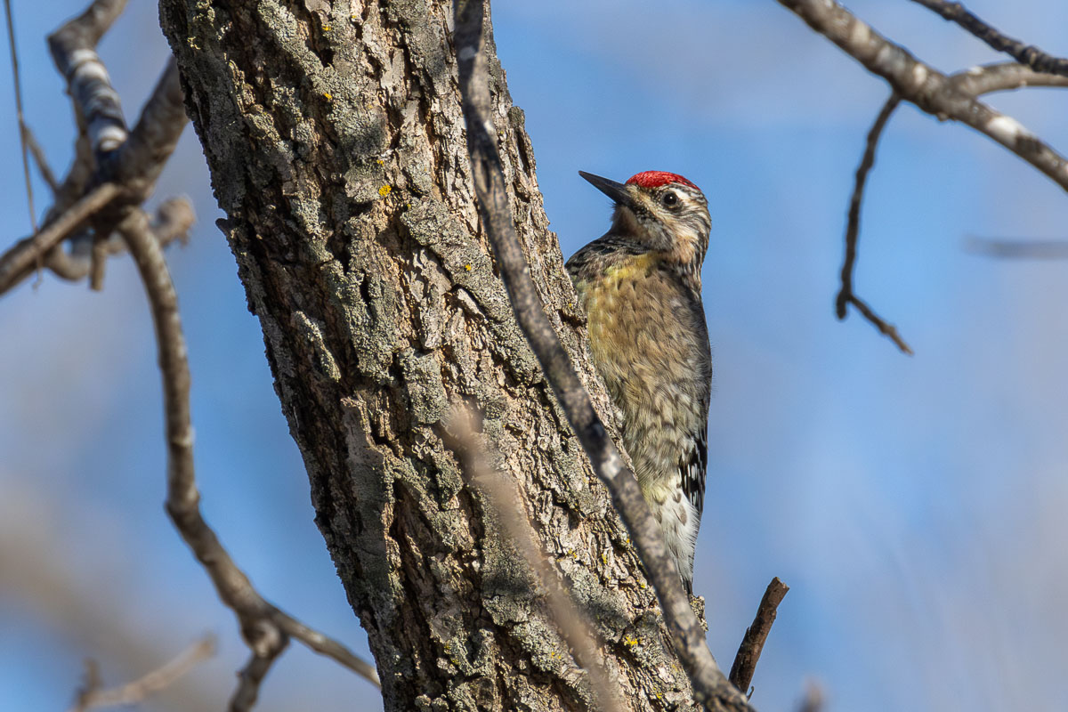Yellow-bellied Sapsucker
