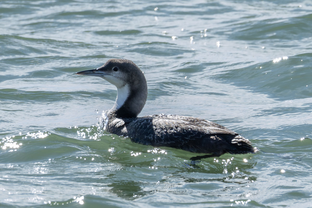 Pacific Loon