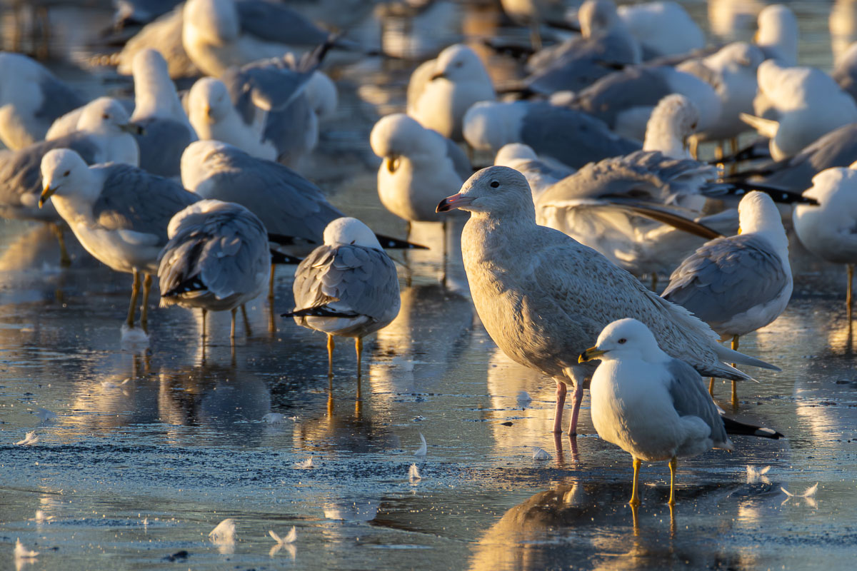 Glaucous Gull