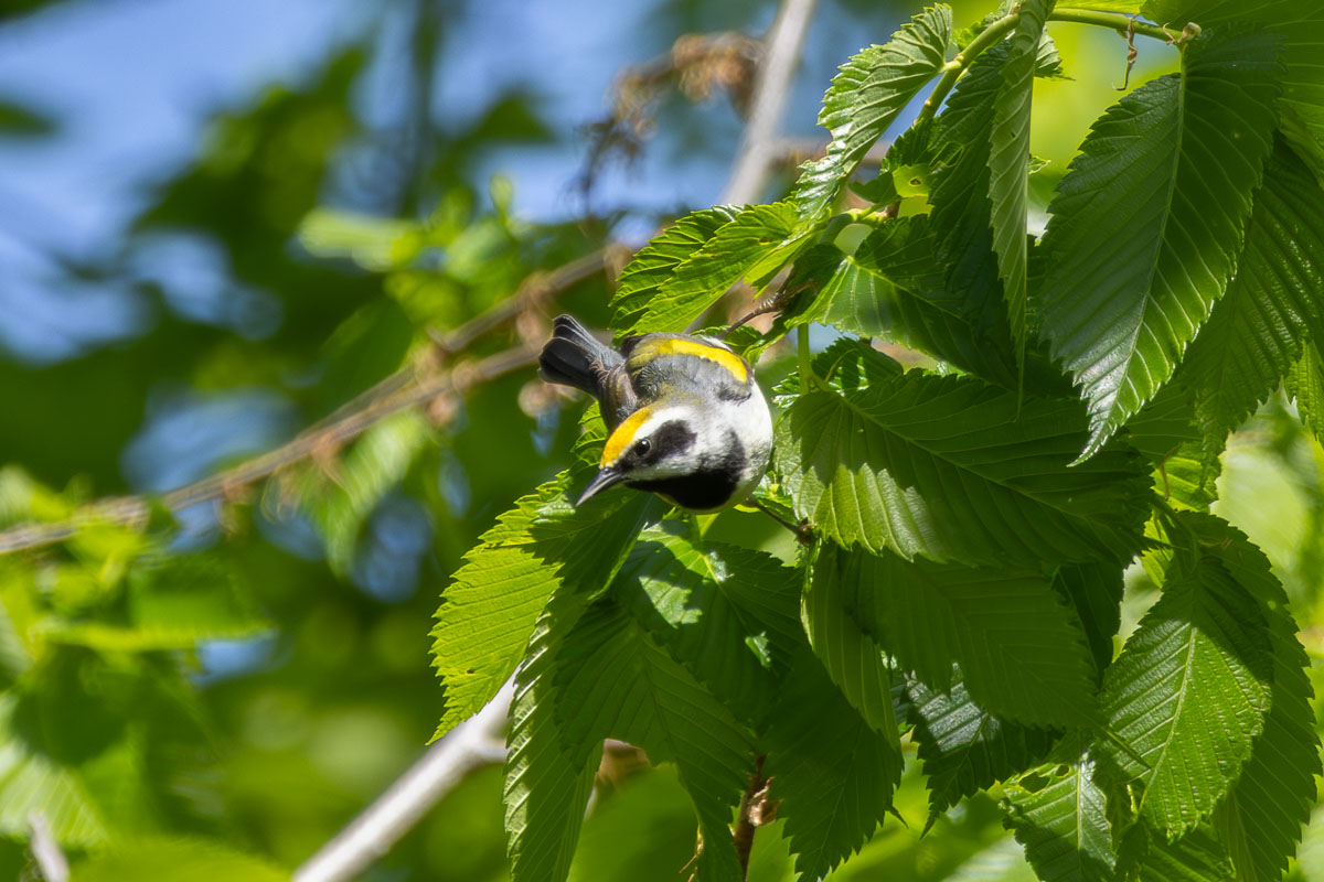 Golden-winged Warbler