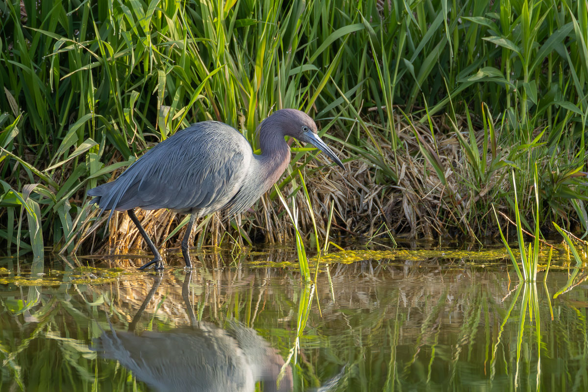 Little Blue Heron