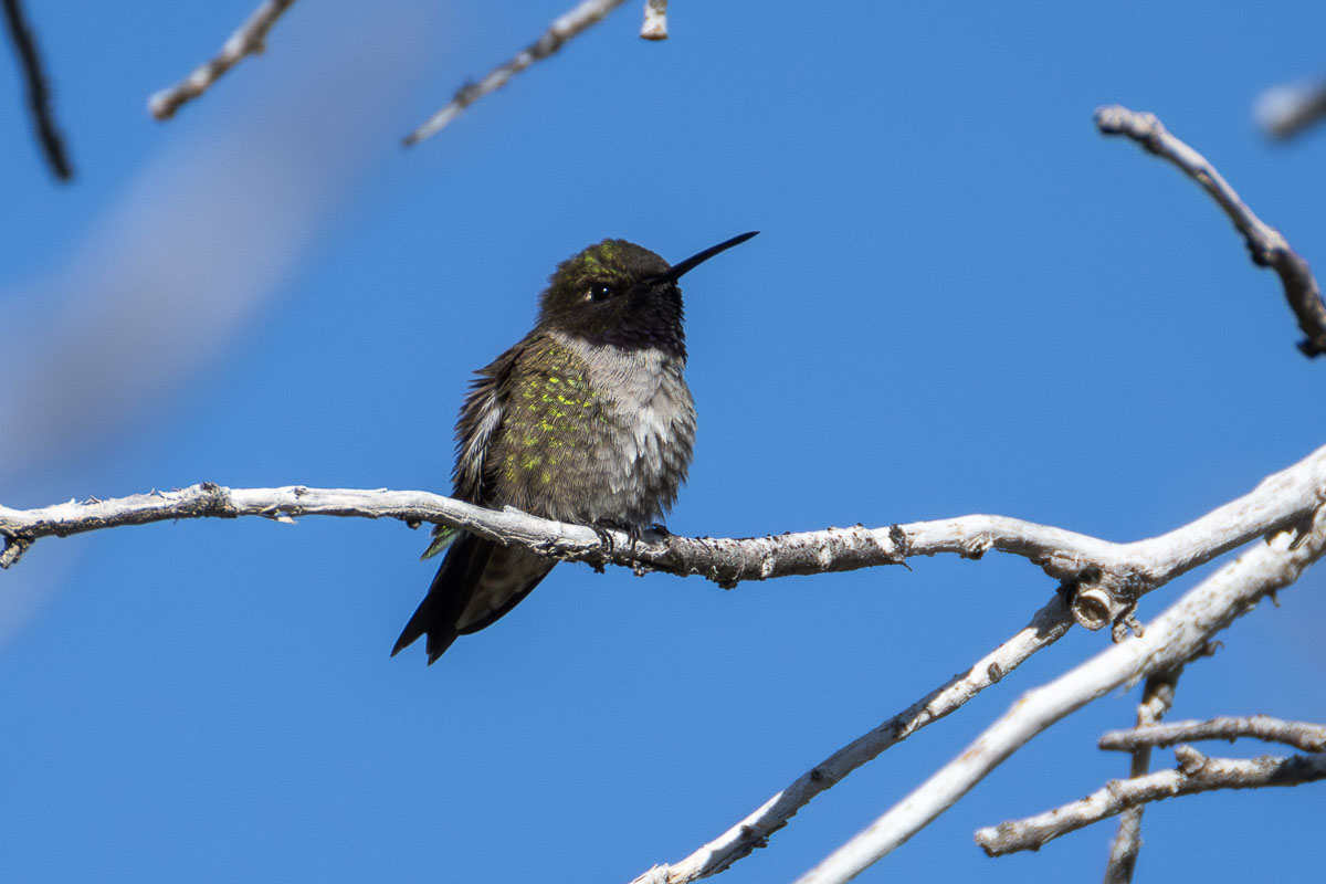 Black-chinned Hummingbird
