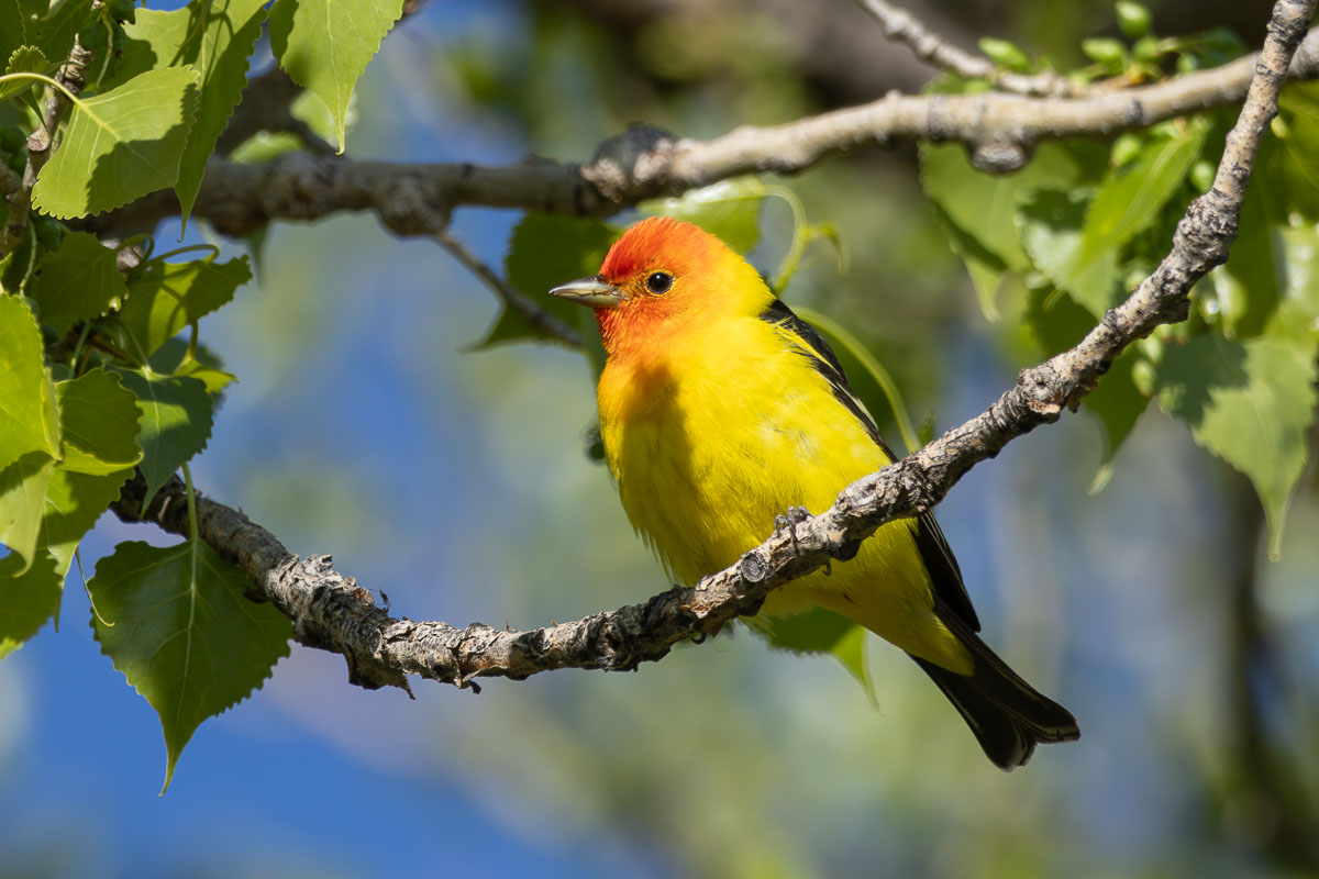Western Tanager