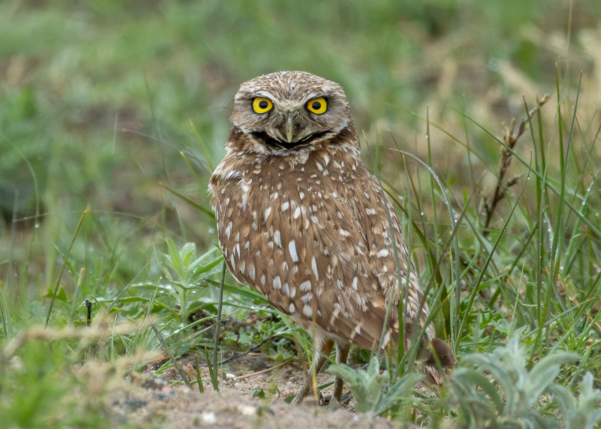 Burrowing Owl
