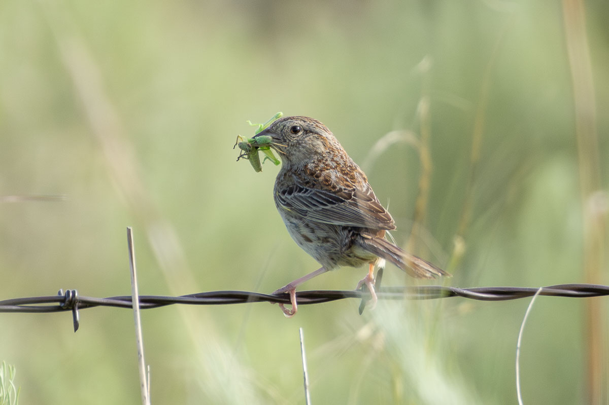 Cassin's Sparrow