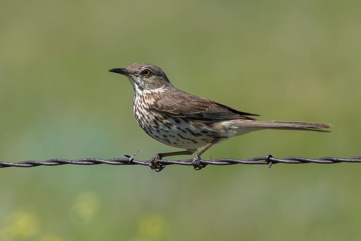 Sage Thrasher