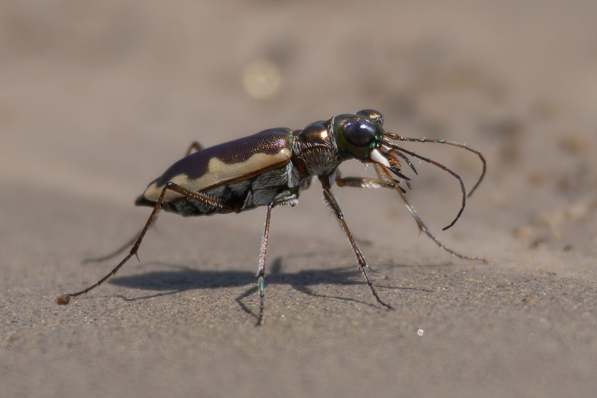 Cream-edged Tiger Beetle