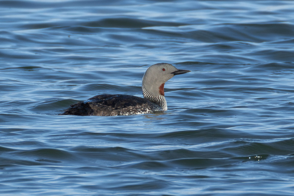 Red-throated Loon