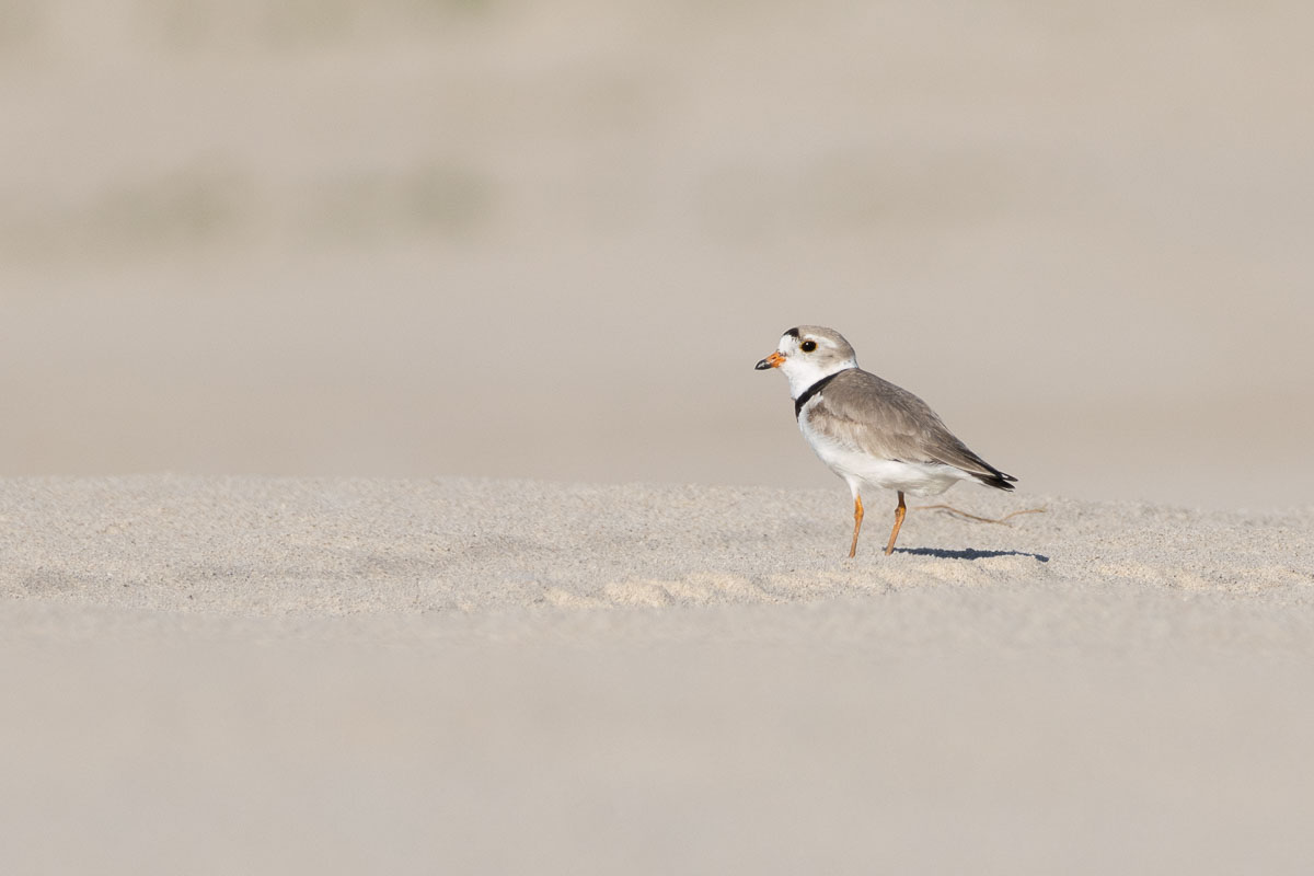 Piping Plover