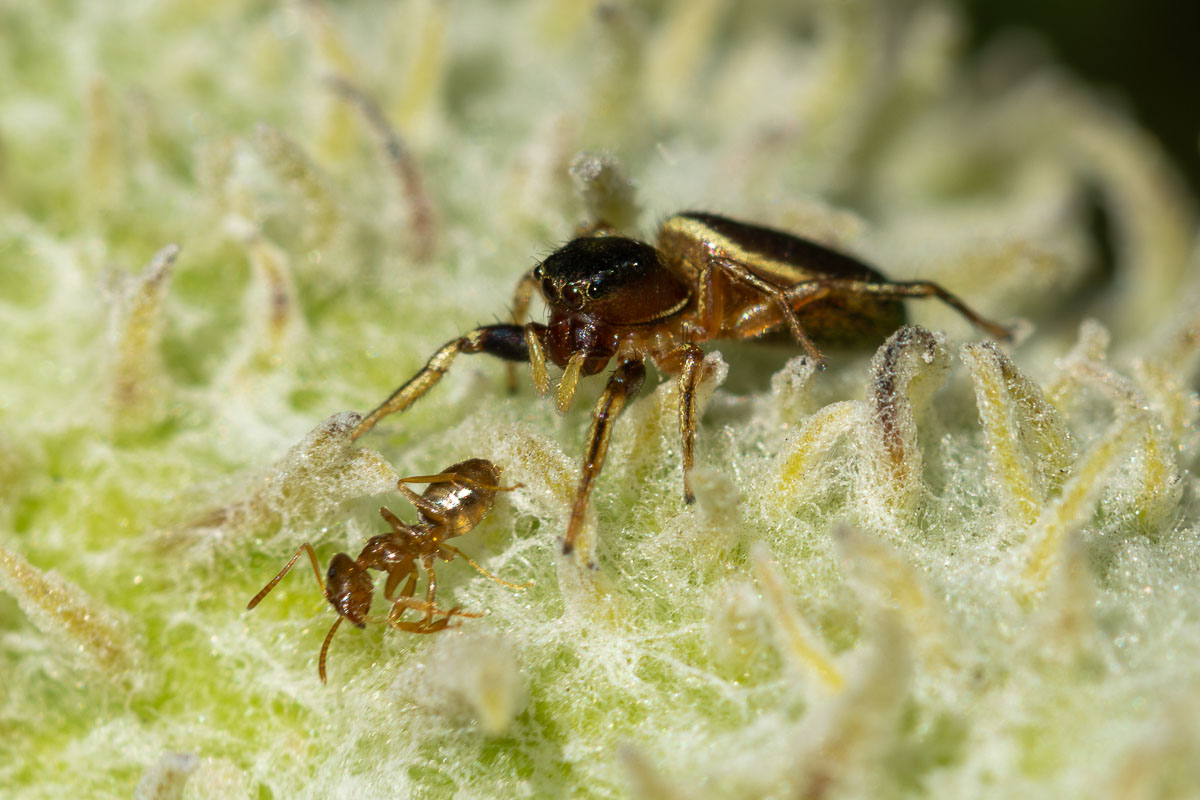 Thin-spined Jumping Spider