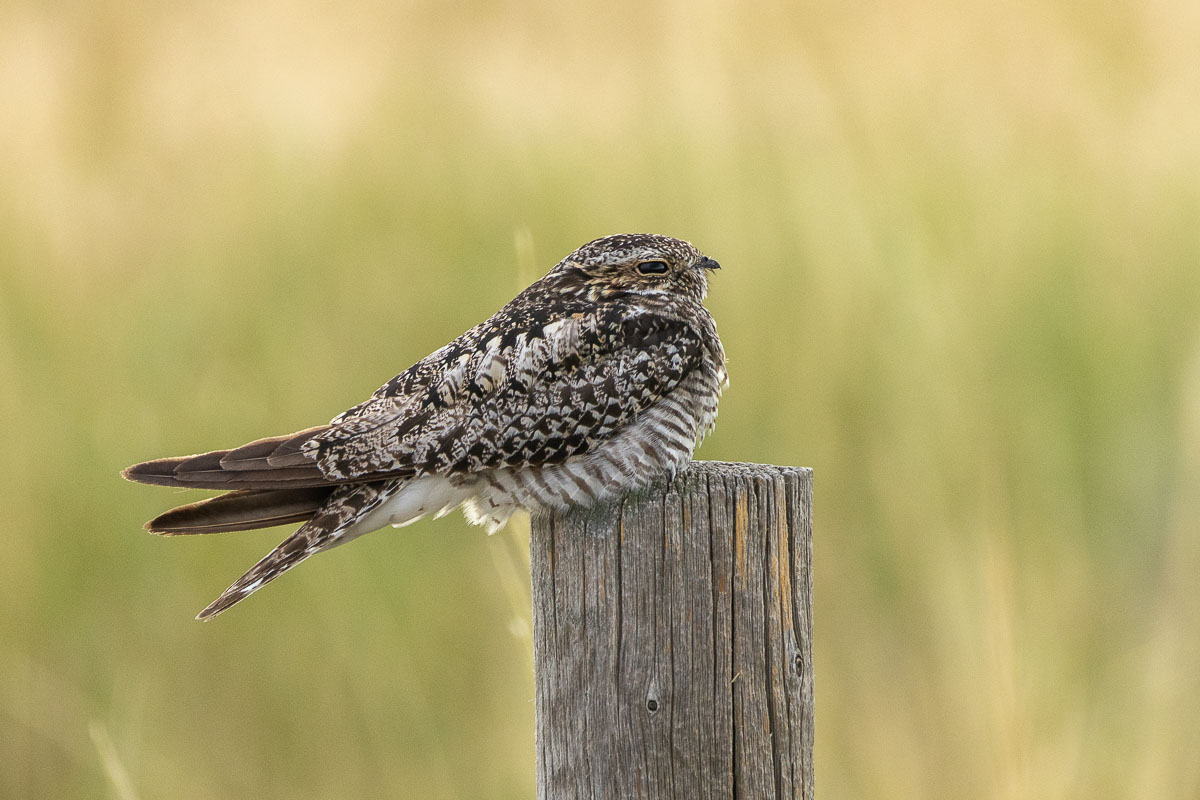 Common Nighthawk