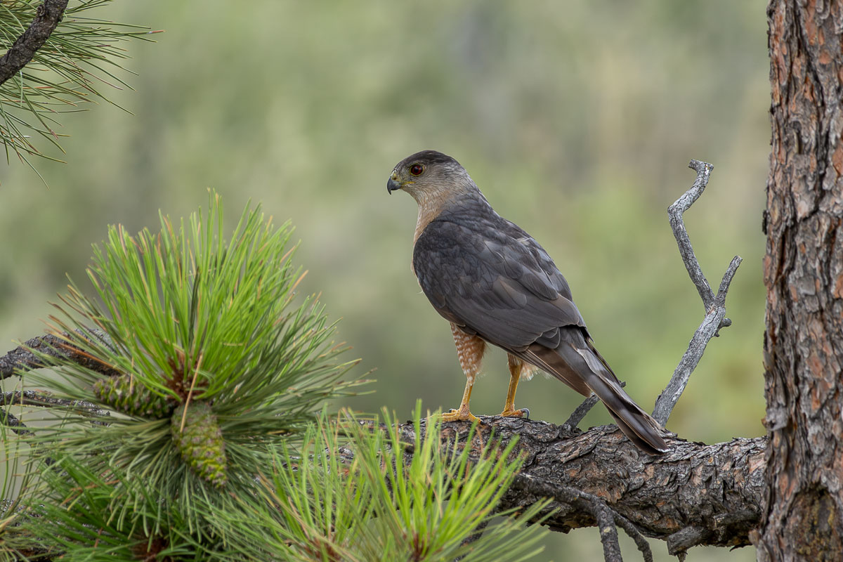 Cooper's Hawk
