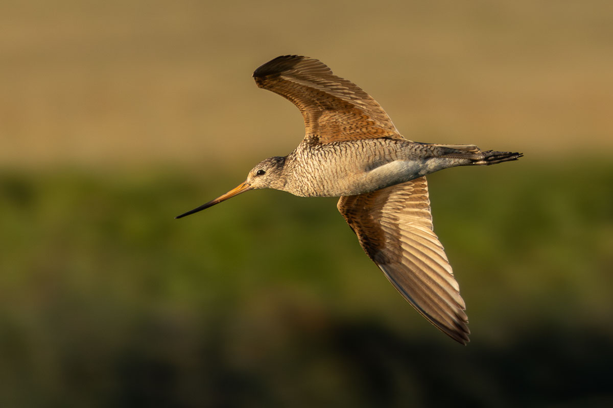 Marbled Godwit