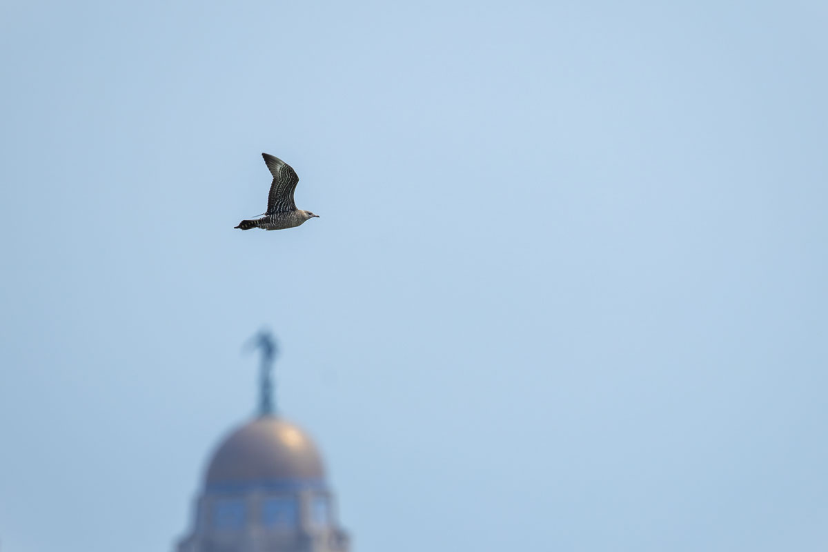 Long-tailed Jaeger