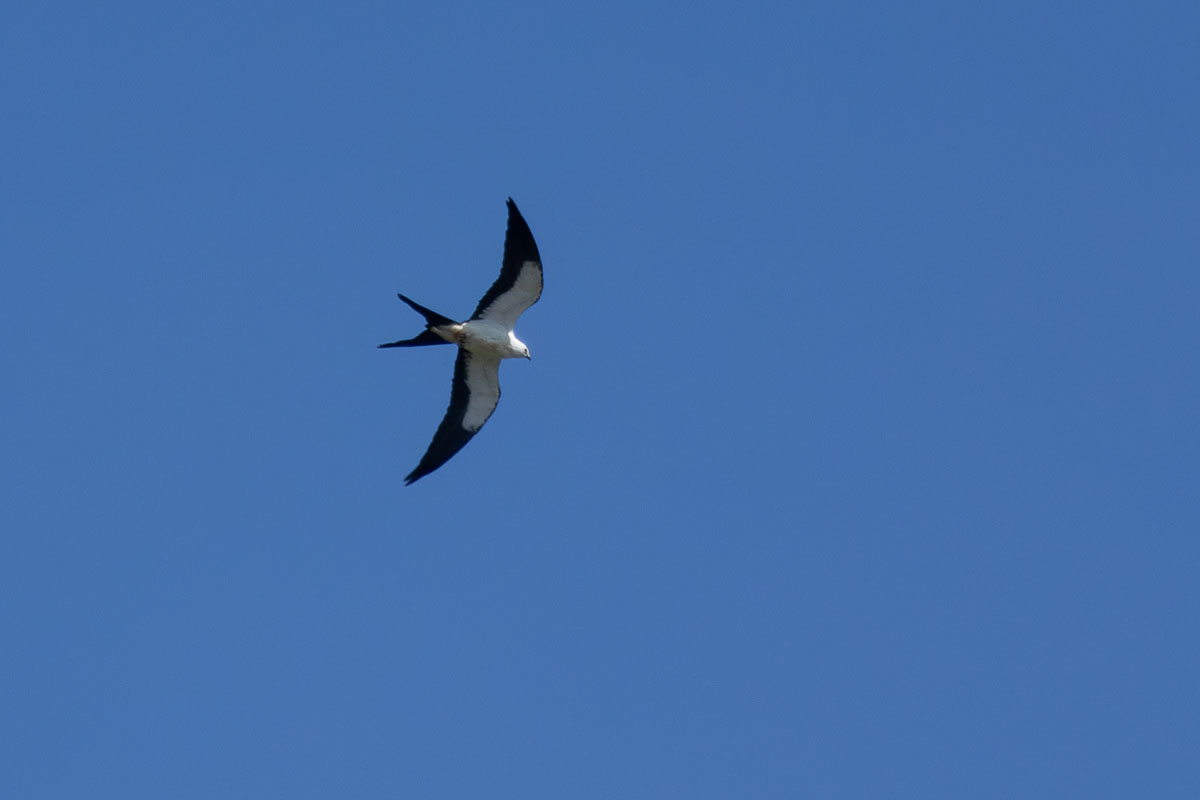 Swallow-tailed Kite