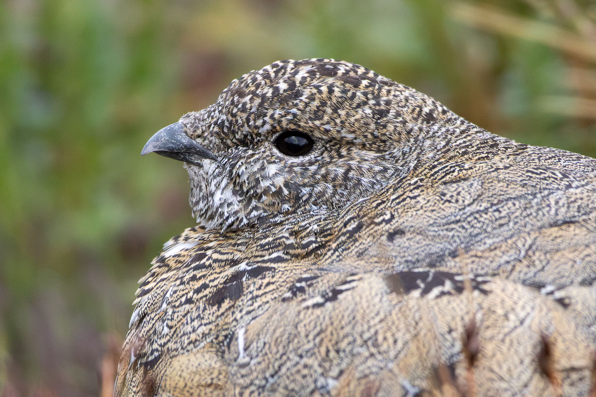 White-tailed Ptarmigan