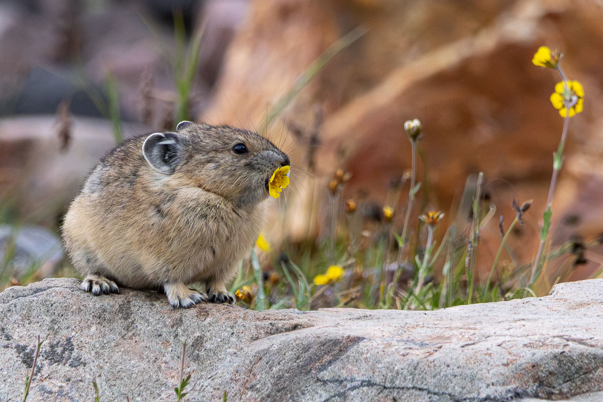 American Pika