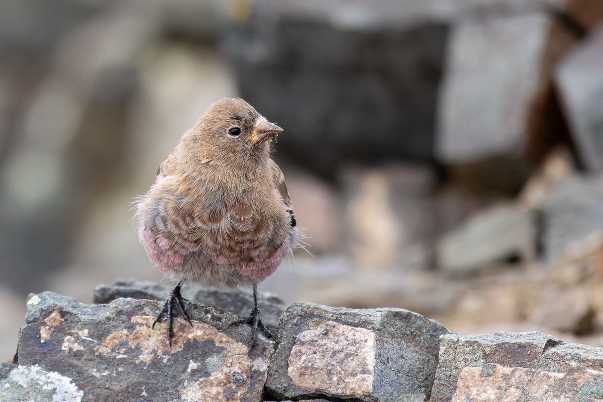 Brown-capped Rosy-Finch